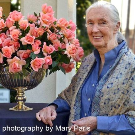 Dr. Jane Goodall Hybrid Tea Rose