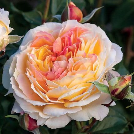 La Park Floribunda Rose