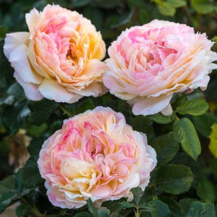 La Park Floribunda Rose