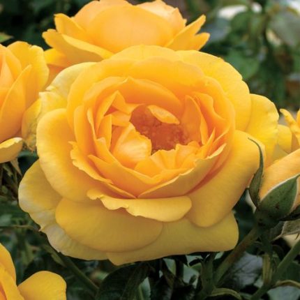 Soaring to Glory Floribunda Rose