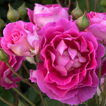 Mauvelous Floribunda Rose