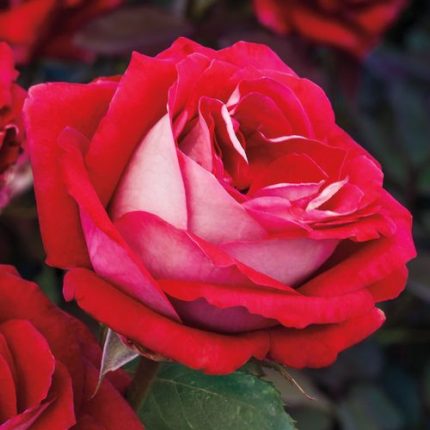 Grateful Heart Hybrid Tea Rose