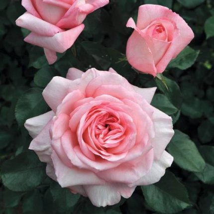 Savannah Sunbelt Hybrid Tea Rose