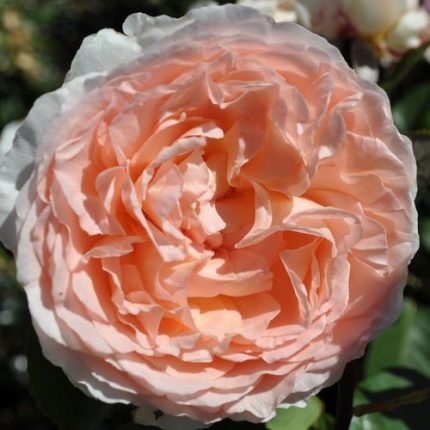 Bliss Parfuma Hybrid Tea Rose