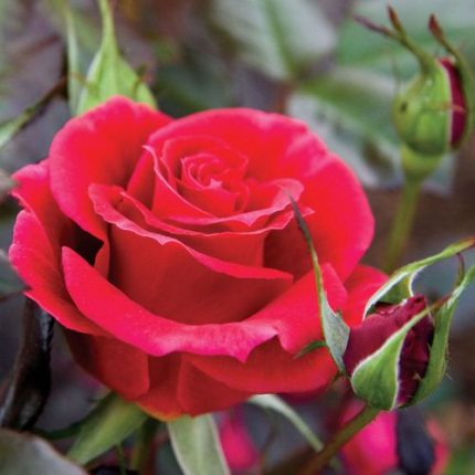 Frankly Scarlet Floribunda Rose