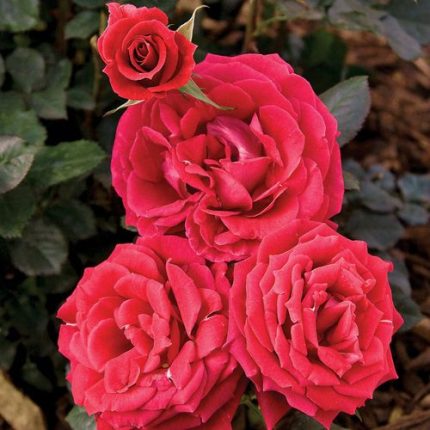 Frankly Scarlet Floribunda Rose