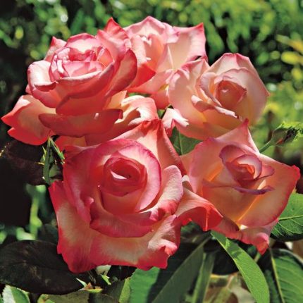 Gemini Hybrid Tea Rose