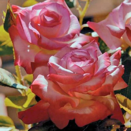 Gemini Hybrid Tea Rose