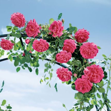 High Society Climbing Rose