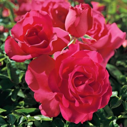 High Society Climbing Rose