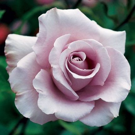 Lagerfeld Grandiflora Rose