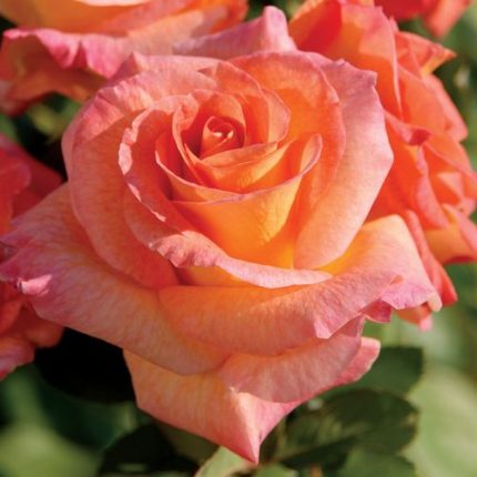 Mardi Gras Floribunda Rose