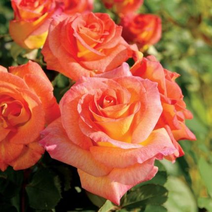 Mardi Gras Floribunda Rose