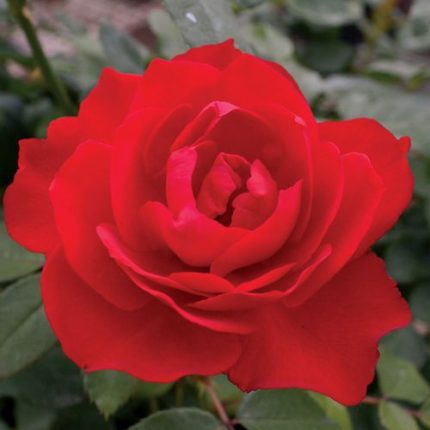 Obsession Floribunda Rose