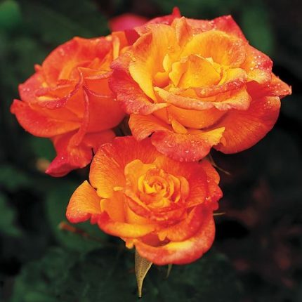 Rio Samba Hybrid Tea Rose