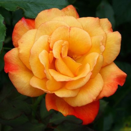 Rio Samba Hybrid Tea Rose