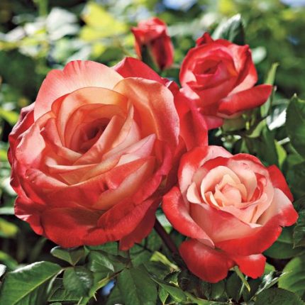 Sheer Magic Hybrid Tea Rose