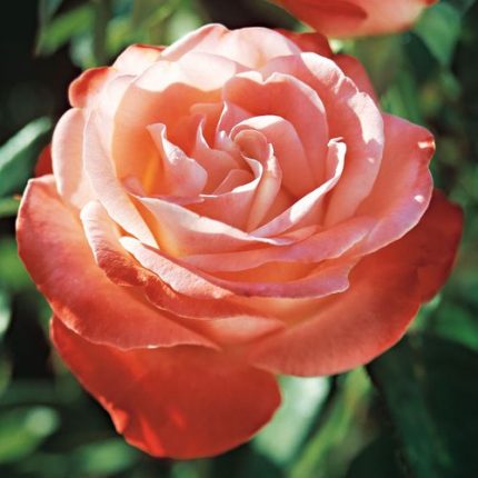 Sheer Magic Hybrid Tea Rose