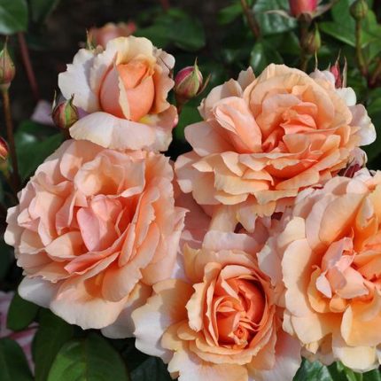 Soul Sister Sunbelt Shrub Rose