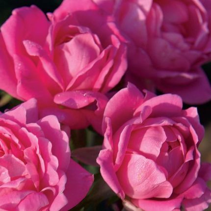 Pink Double Knock Out Shrub Rose