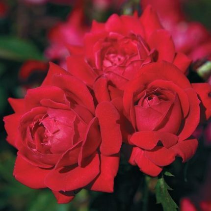 Double Knock Out Shrub Rose