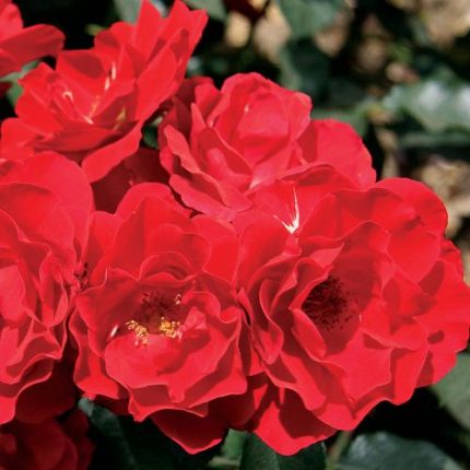 Double Knock Out Shrub Rose