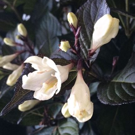 Weigela Tuxedo™