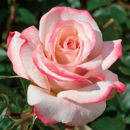 Pinkerbelle Hybrid Tea Rose