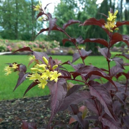 Diervilla Nightglow Bush Honeysuckle