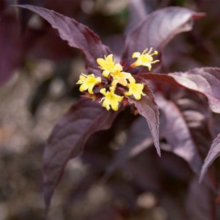 Diervilla Nightglow Bush Honeysuckle