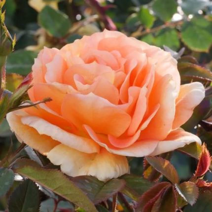 Tangerine Flames Climbing Rose