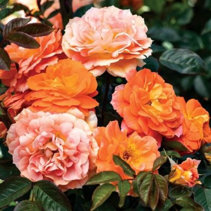 Tangerine Flames Climbing Rose