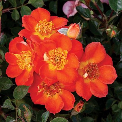 Honey Bee Lovely Groundcover Rose