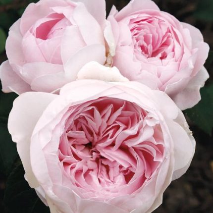 Earth Angel Parfuma Floribunda Rose