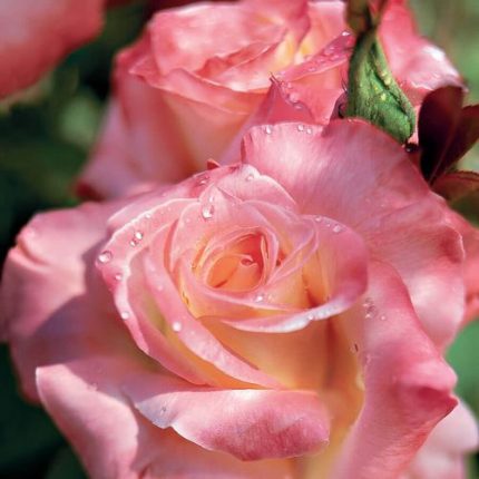 Elegant Lady Hybrid Tea Rose