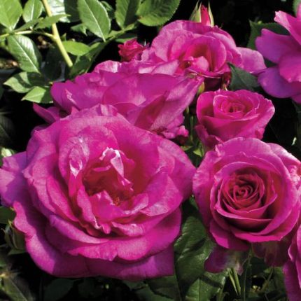 Sweet Intoxication Floribunda Rose