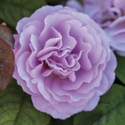 Blushing Lavender Grandiflora Rose