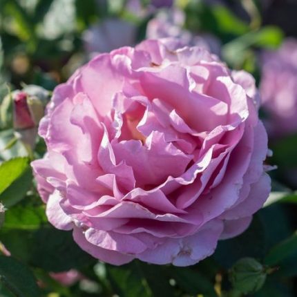 Blushing Lavender Grandiflora Rose