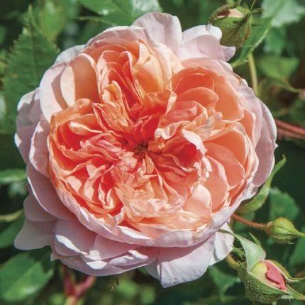 Colette Climbing Rose