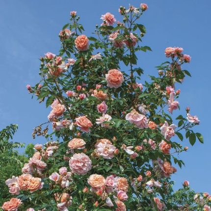 Colette Climbing Rose