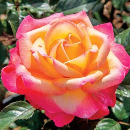 Enchanted Peace Hybrid Tea Rose