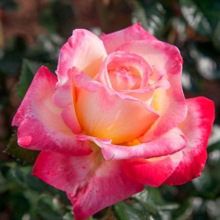 Enchanted Peace Hybrid Tea Rose