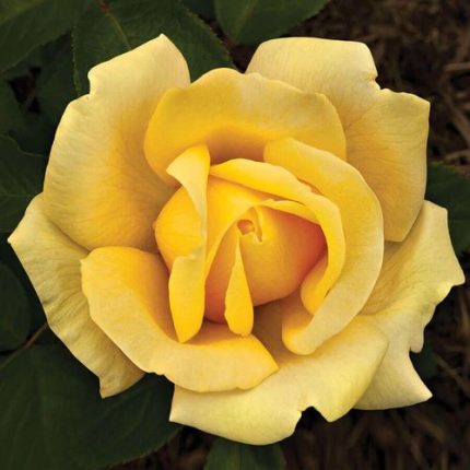 Eternal Flame Hybrid Tea Rose