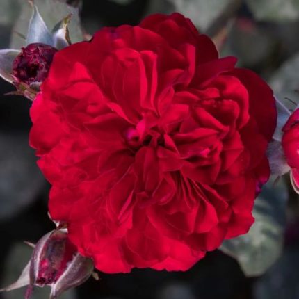 Never Been Redder Floribunda Rose