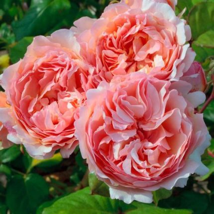 Princesse Charlene de Monaco Hybrid Tea Rose