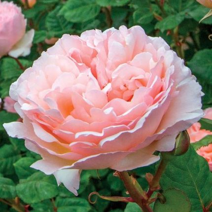 Princesse Charlene de Monaco Hybrid Tea Rose