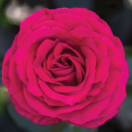 Stiletto Hybrid Tea Rose