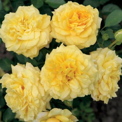 Tupelo Honey Sunbelt Floribunda Rose