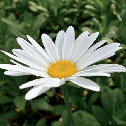 Leucanthemum 'Becky' Daisy