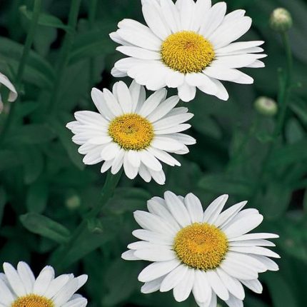 Leucanthemum 'Becky' Daisy